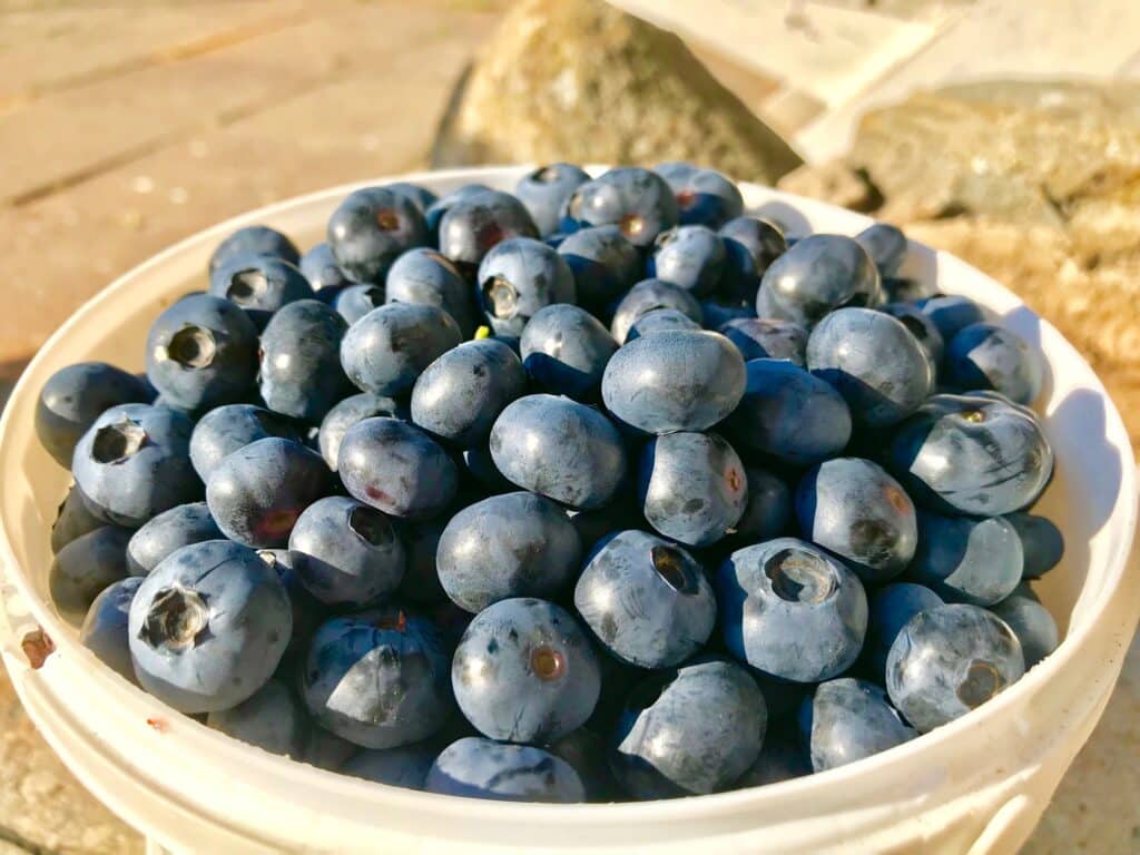 metsa-talu-mustikaistandiku-ja-rooswald-red-veinikoja-kulastus-008-visit-estonia