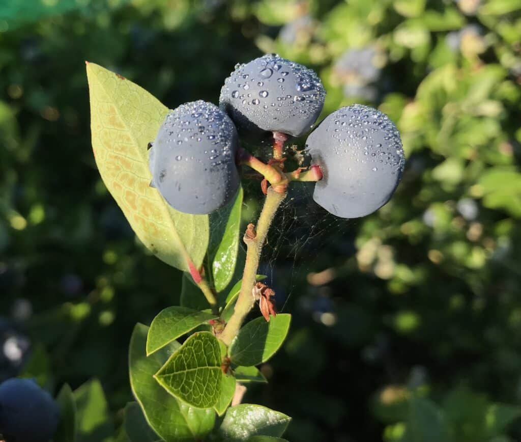 metsa-talu-mustikaistandiku-kulastus-ja-rooswald-red-veinide-degusteerimine-012-visit-estonia-1