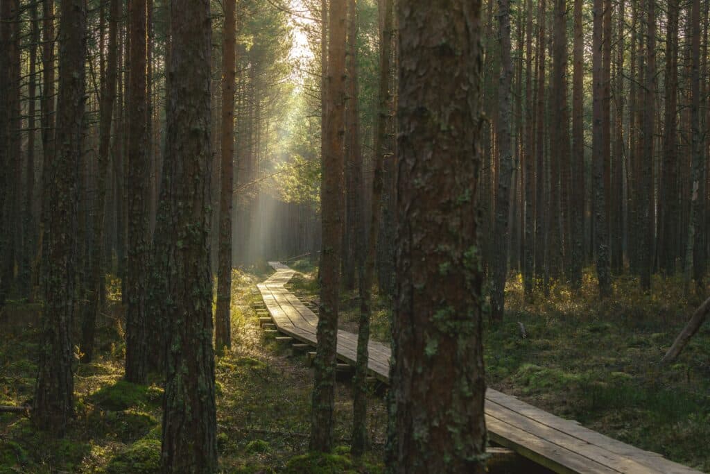 mustjarve-matkarada-015-visit-estonia