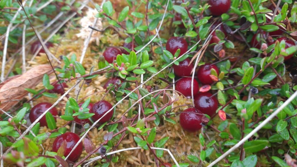 nature-tours-estonia-traditsiooniline-johvikaretk-emajoe-suursoos-001-visit-estonia