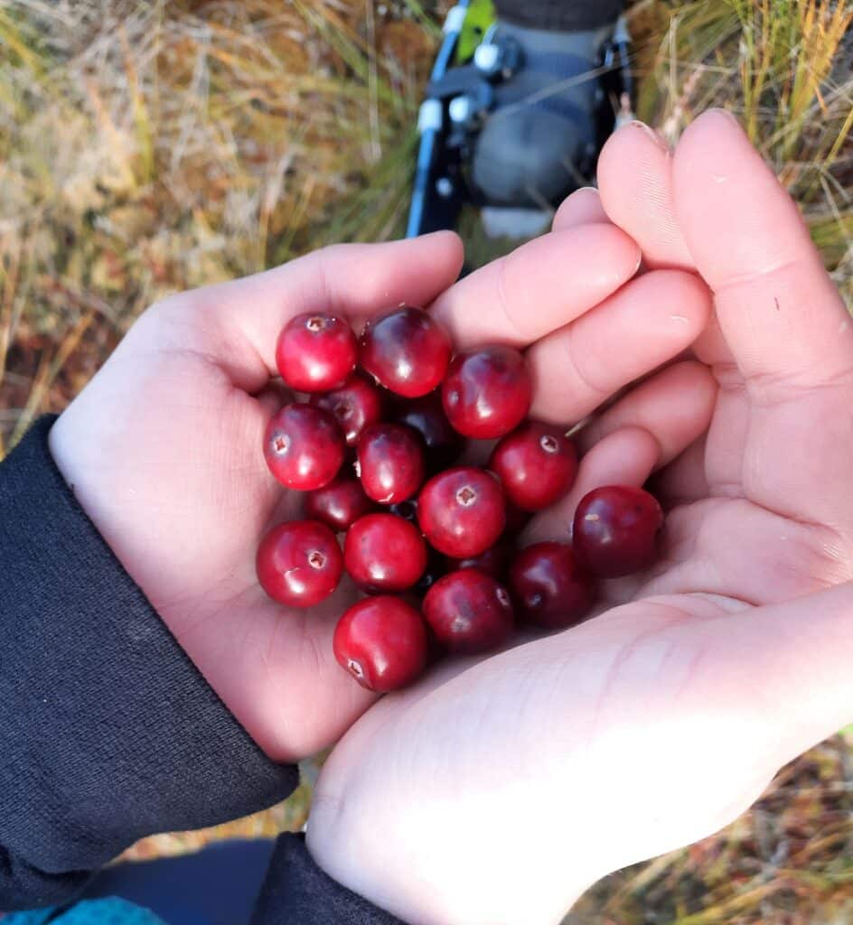 nature-tours-estonia-traditsiooniline-johvikaretk-emajoe-suursoos-008-visit-estonia