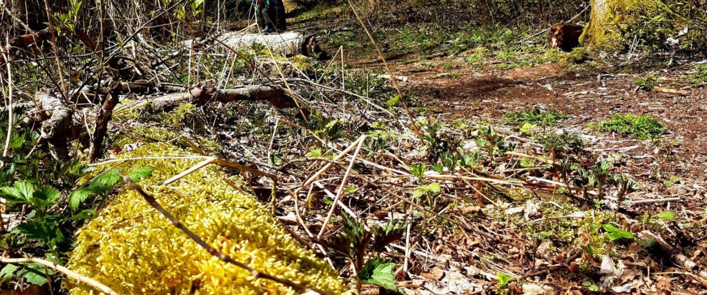 palumagede-hiking-trail-and-tenting-area-visit-tartu-visit-estonia-nature-9