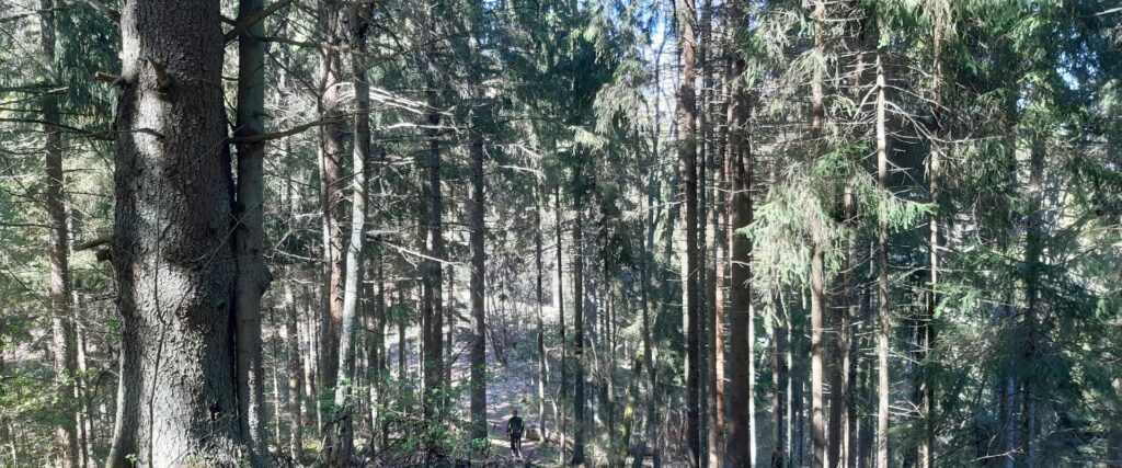 palumagede-hikingtrail-andtenting-area-visit-tartu-visit-estonia-nature