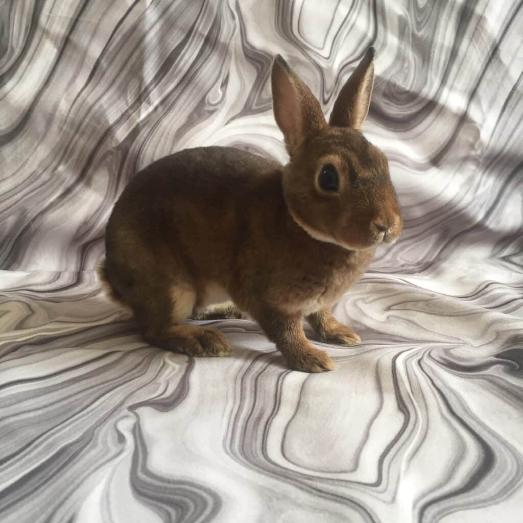 papagoi-keskus-tartu-002-visit-estonia