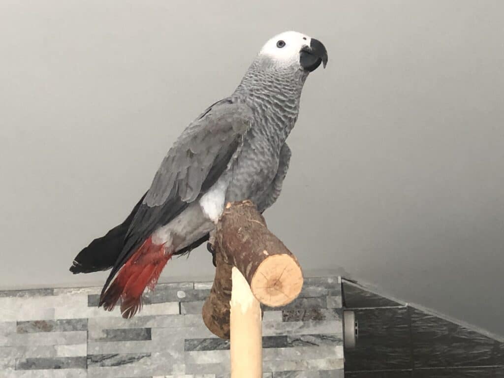 papagoi-keskus-tartu-003-visit-estonia