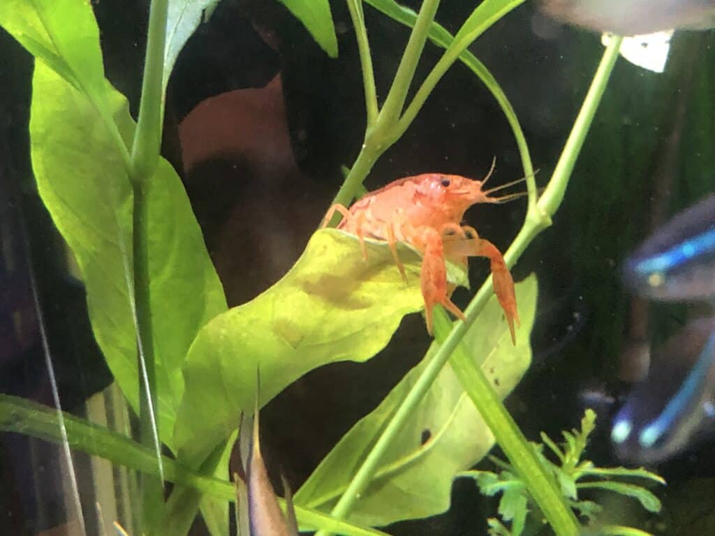 papagoi-keskus-tartu-004-visit-estonia