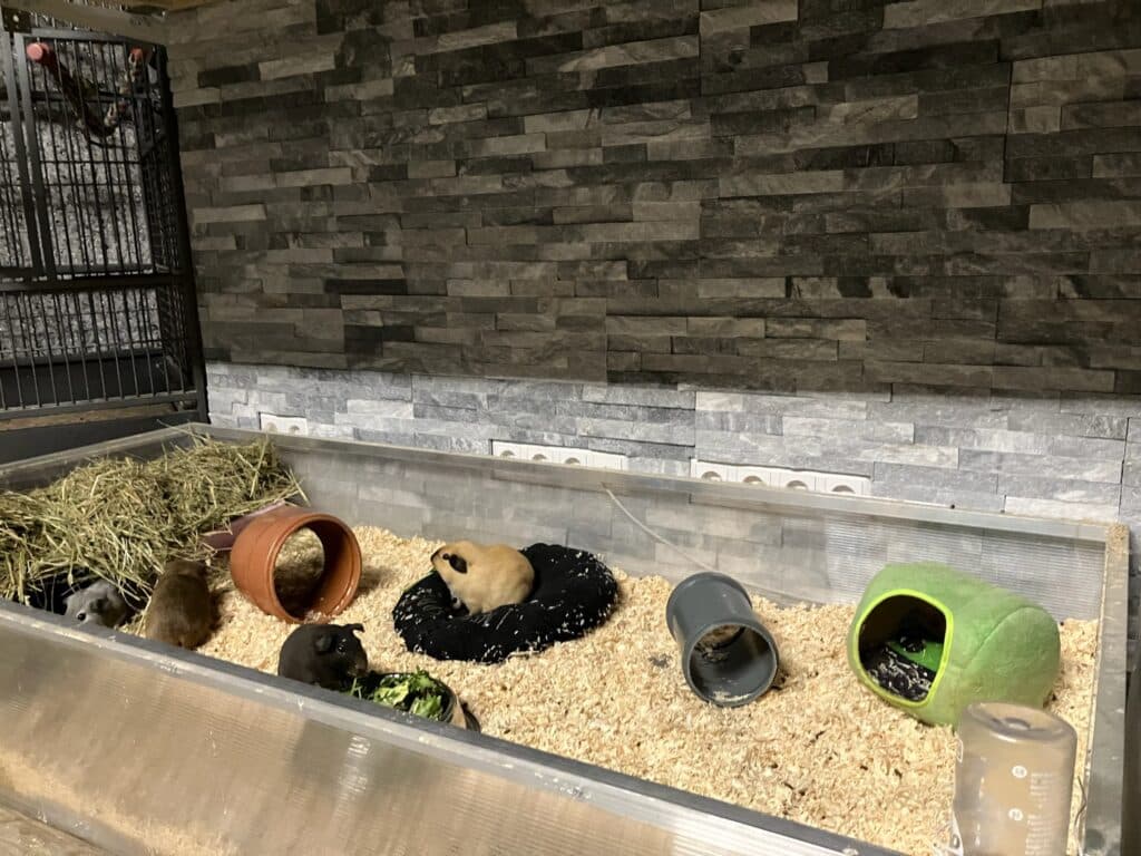 papagoi-keskus-tartu-005-visit-estonia