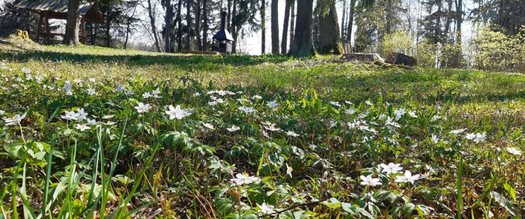 Pikksaare hiking trail and Pangodi campfire site