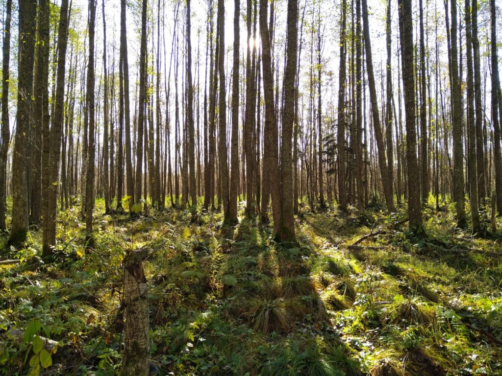 selli-sillaotsa-opperada-alam-pedja-looduskaitsealal-008-visit-estonia