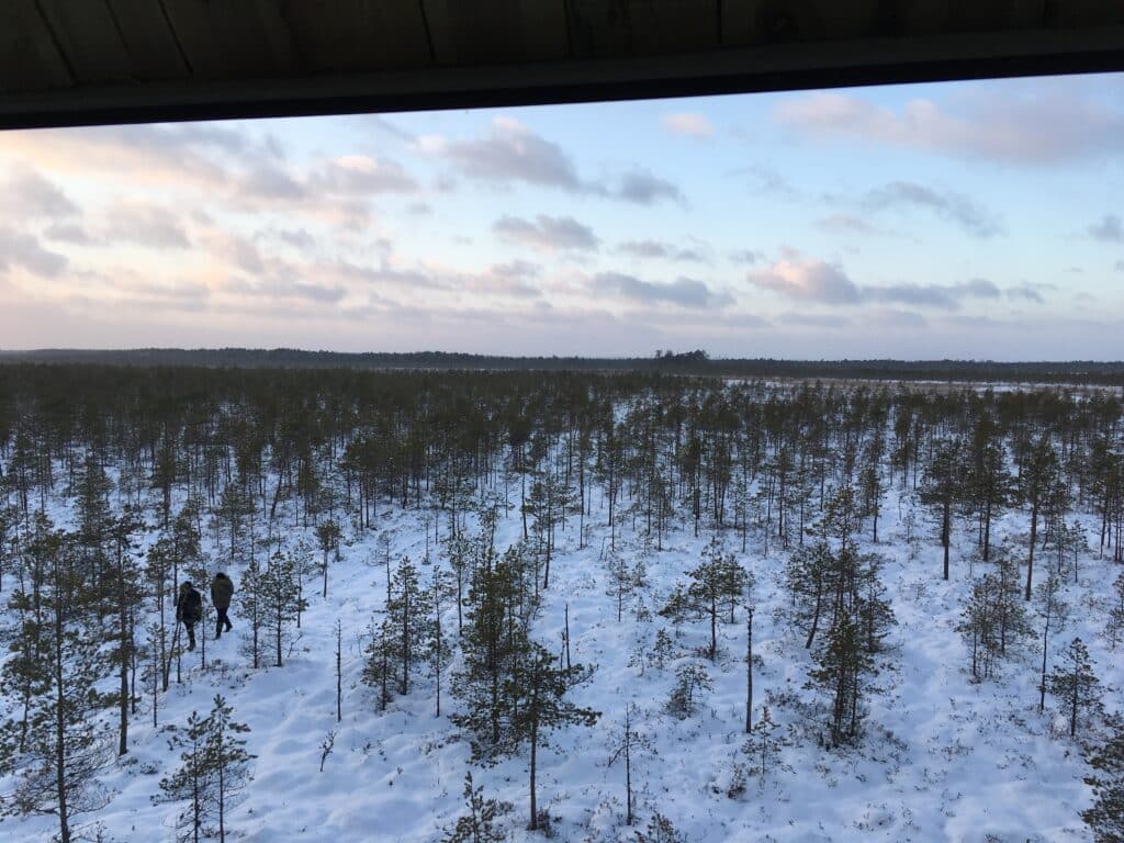 View of the bog from the observation tower