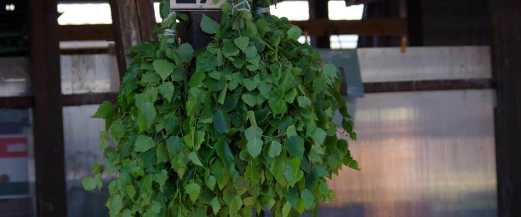 tartu-farmers-market-birch-leaves-sauna-visit-tartu-visit-estonia