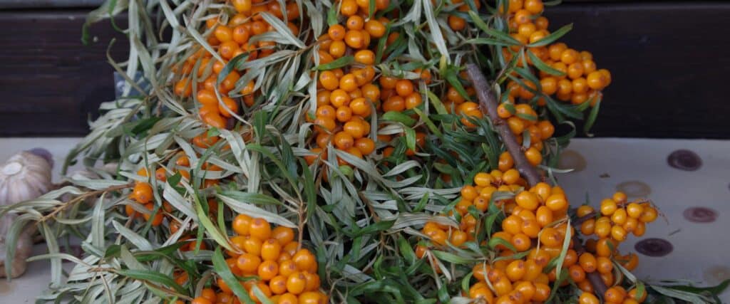 tartu-farmers-market-buckthorn-berry-visit-tartu-visit-estonia