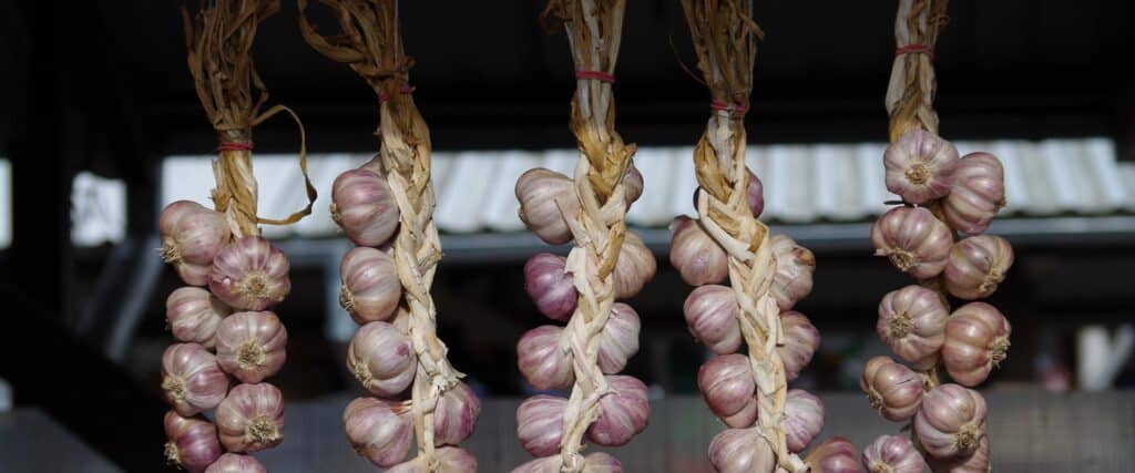 tartu-farmers-market-garlic-visit-tartu-visit-estonia