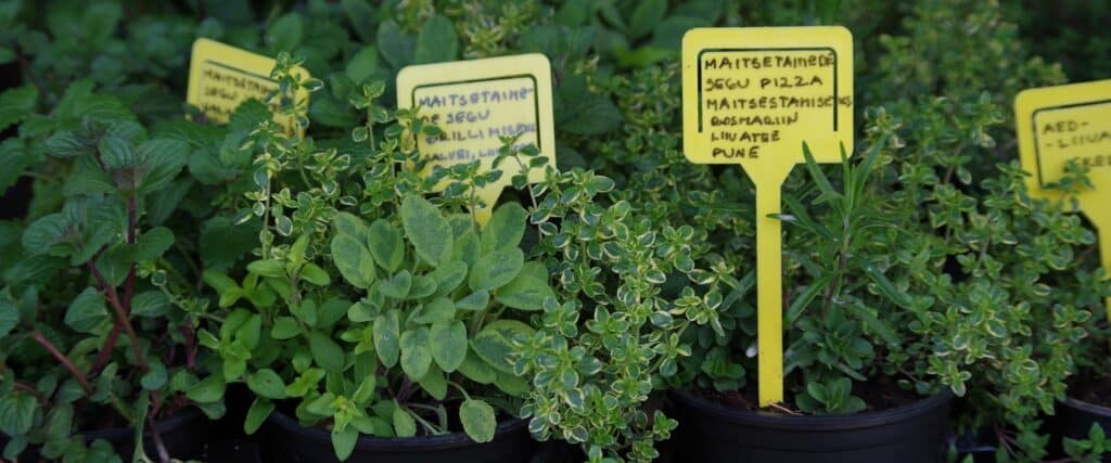 tartu-farmers-market-herbs-visit-tartu-visit-estonia