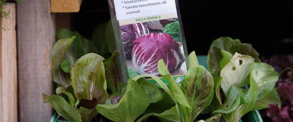 tartu-farmers-market-salad-visit-tartu-visit-estonia