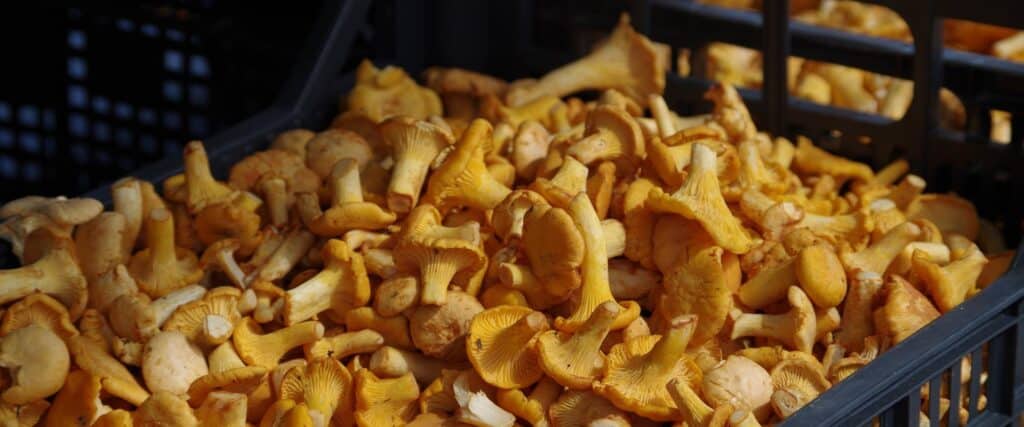 tartu-farmers-market-tomatoes-mushrooms-tartu-visit-estonia