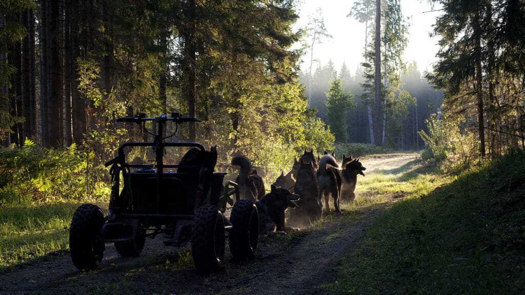 Sled dogs are resting in the nature of Tartumaa.