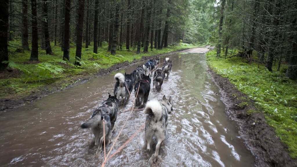 tule-kelgukoerte-voistlusrakendiga-trenni-kaasa-005-visit-estonia