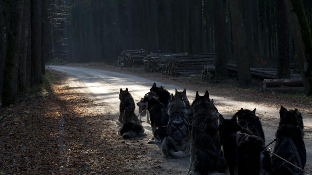 tule-kelgukoerte-voistlusrakendiga-trenni-kaasa-006-visit-estonia