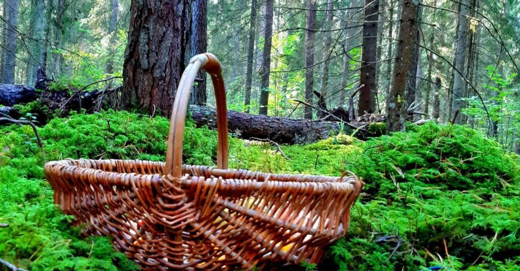 vapramae-visit-elva-visit-taru-visit-estonia