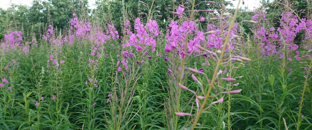 alatskivi-moisamaitsed-ivan-tsai-kella-viie-tee-vine-degustating-alatskivi-castle-visit-tartu-visit-estonia-9-1