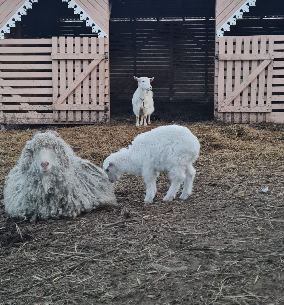 haldjamaa-linnu-ja-loomakodu-002-visit-estonia