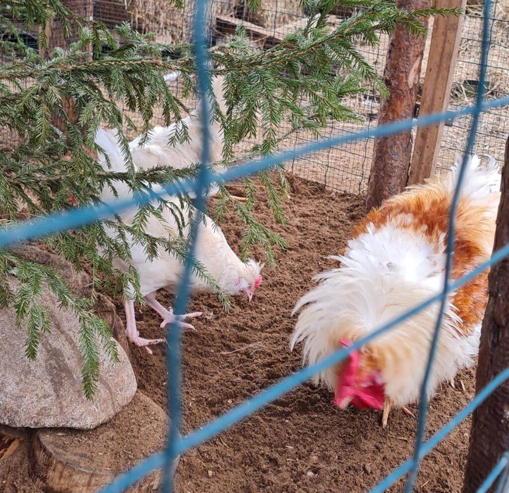 haldjamaa-linnu-ja-loomakodu-004-visit-estonia