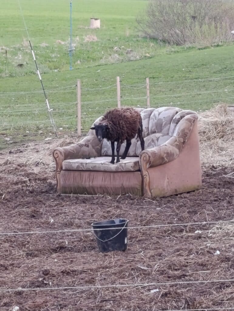 hobitalu-talu-ja-loomad-012-visit-estonia