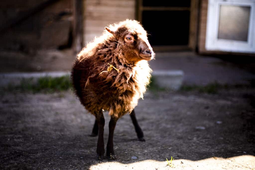 hobitalu-talu-ja-loomad-016-visit-estonia