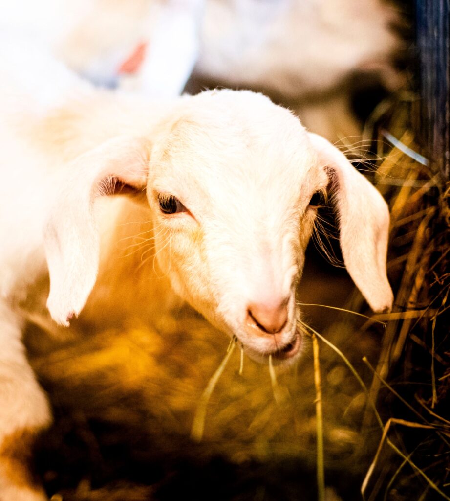 hobitalu-talu-ja-loomad-017-visit-estonia