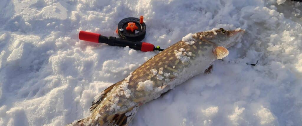 Humala-kalabaas-ice-fishing-visit-estonia-15